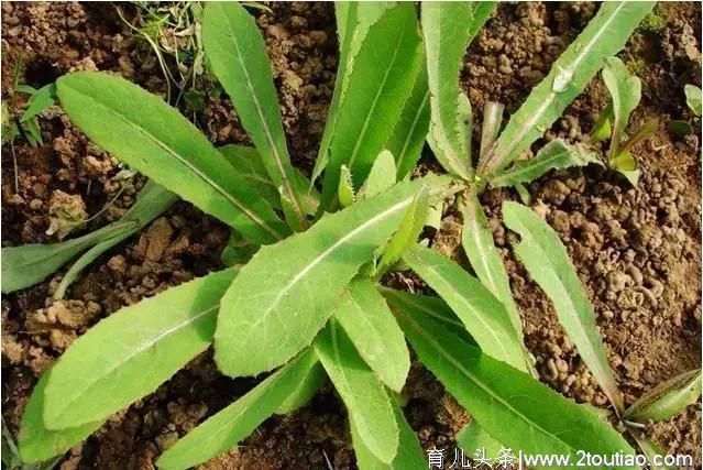 春季10种野菜，好吃又养生，错过要等一年，全部吃过的，算你厉害