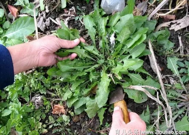 春季10种野菜，好吃又养生，错过要等一年，全部吃过的，算你厉害