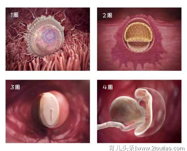 1-40 周胎儿发育高清图，孕育生命的奇妙