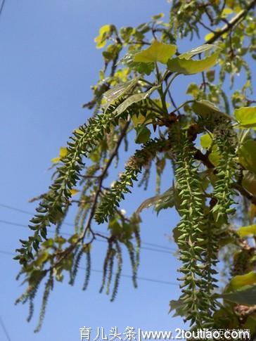 树上花开，可抓紧吃矣