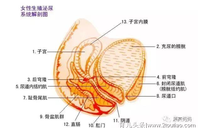 这份产后恢复时间表，请收好！