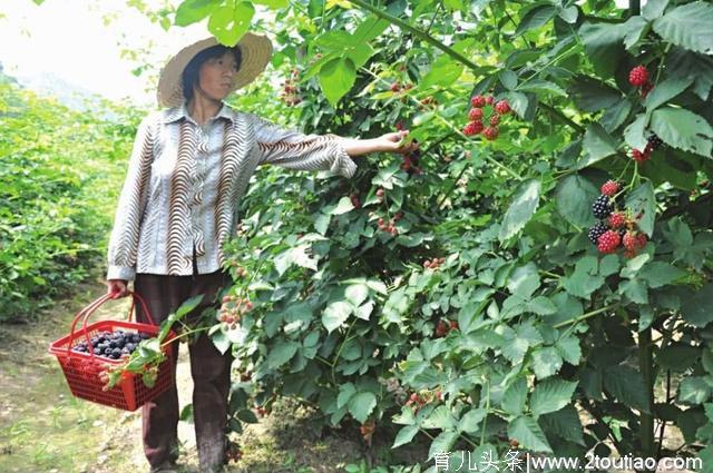 红色果子堆得满山都是没人吃，很多人花钱买不到，山里人太浪费