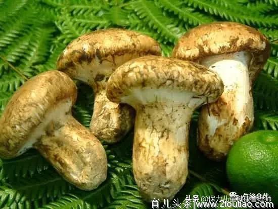 附15个菌类烹饪窍门，送给爱营养，爱美味，要健康的吃货们