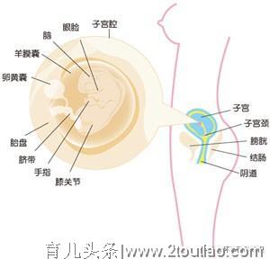 怀孕的第八周，宝宝的成长如何？妊娠早期应当如何检查