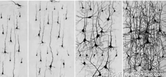 从脑医学的角度看早教的作用与意义