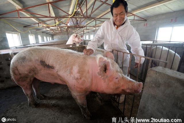 农村老兽医：解决仔猪拉稀，母猪产后不食的土方法，不花钱效果好