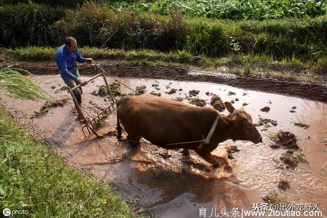 安徽舒城：食趣记忆 | 八十年代，吃牛肉那些事儿！