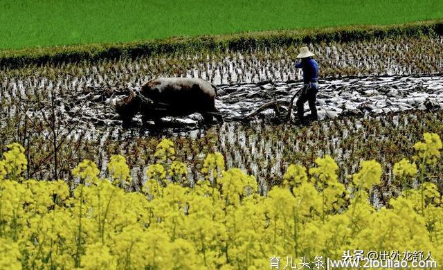 安徽舒城：食趣记忆 | 八十年代，吃牛肉那些事儿！