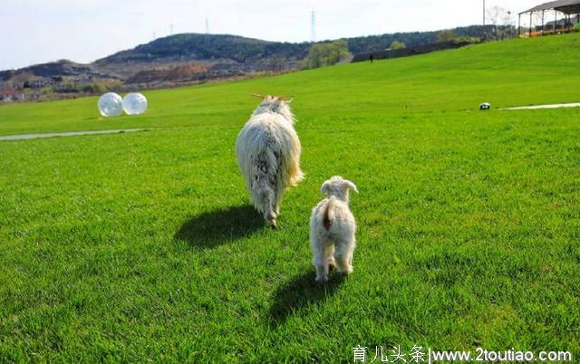 假期来啦！亲子家庭出游何不来三寰牧场，体验“牧场人的一天”