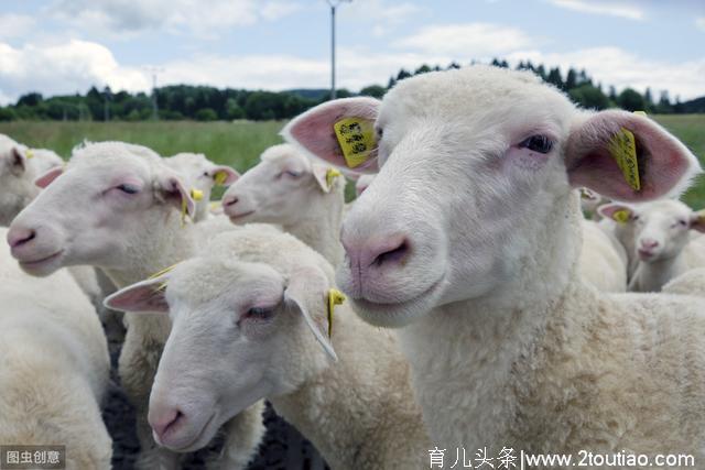 母羊流产咋回事？保胎就是保钱啊，养羊人不能不看