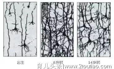 让科学家来告诉您，有关“早教”的那些事儿