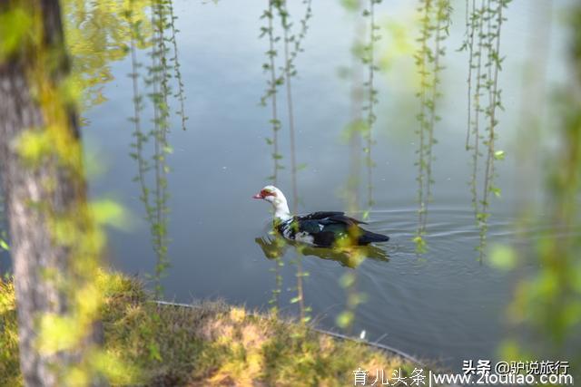 华中首个军事主题景区，五一武汉亲子好去处！小桥流水、摩天轮