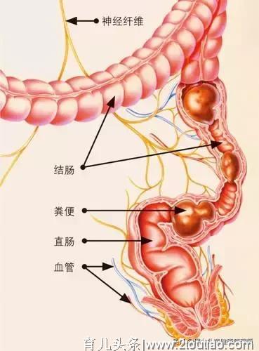 为什么会便秘？十万个为什么：从轰动全国的“八毛门”到如何预防