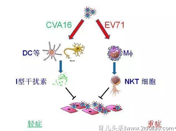 宝妈必看，这是关于手足口病最全的解读