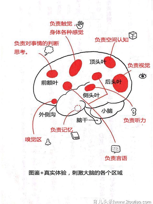 脑科学研究表明，培养聪明孩子的条件是？