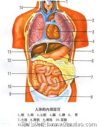 养孩子，为什么要先养好脾胃和肺？【中医育儿秘籍】