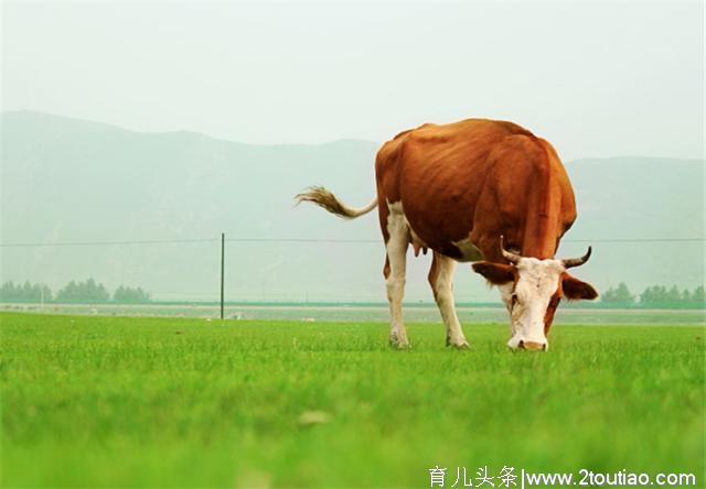 怀孕母牛饲养管理，母牛产前前后的营养调理