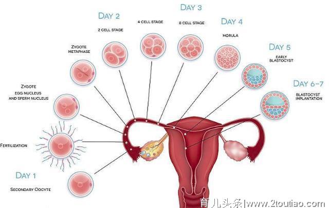 产后子宫恢复完善的5大指标，快看看全部达标的妈妈有你吗？