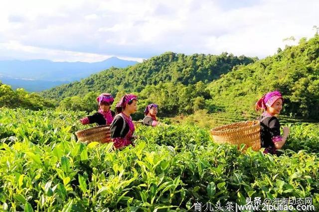 海南保亭茶溪谷：自然与人文交融辉映 不一样的亲子品茶度假天堂