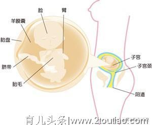 怀孕十五周，需要注意营养摄入哦