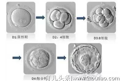 试管婴儿胚胎等级对成功率的影响？三分钟教你看懂