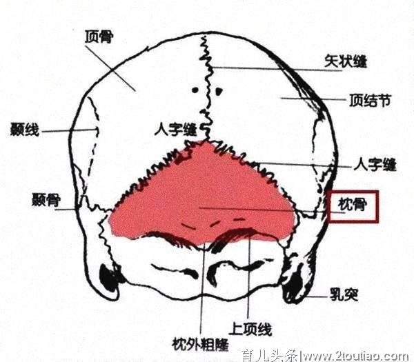 宝宝圆头和扁头哪个有福气？科学证实：圆头健康扁头对大脑有影响