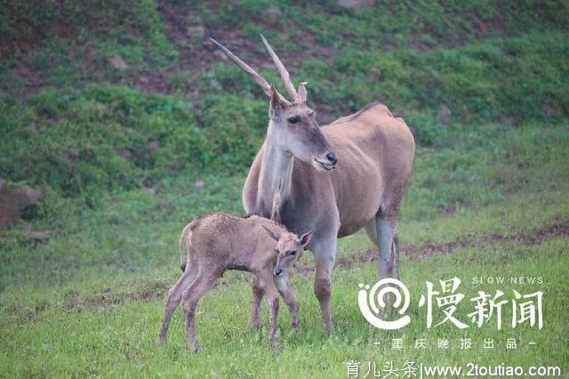 重庆动物界的亲子合影，萌化你、暖哭你