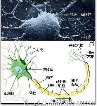 幼儿注意力不集中测试、解析、及训练游戏