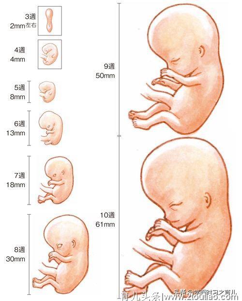 怀孕以后，胎儿猛长期准妈妈会有哪些感觉，及时调整饮食很重要