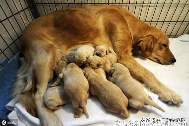 浅析犬产后低血钙成因及治疗