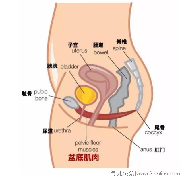 摆脱产后漏尿的尴尬，你只需学会这个“小动作”