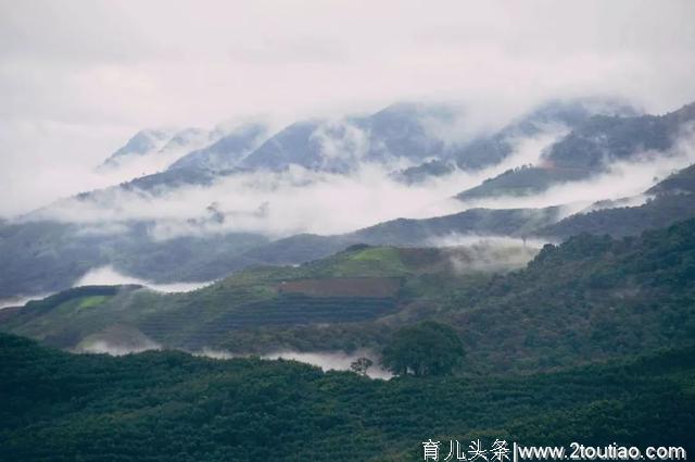 守护雨林丨西双版纳七天六夜“暑期·亲子营”火热进行中......