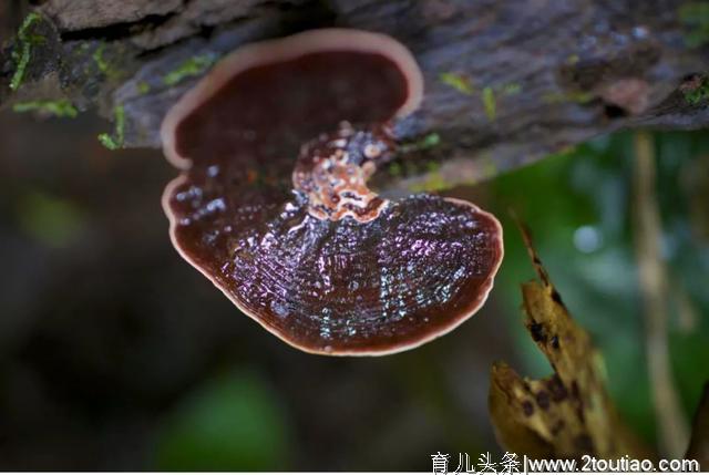 守护雨林丨西双版纳七天六夜“暑期·亲子营”火热进行中......