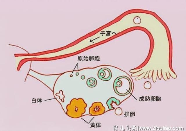 关于备孕，流传着3个谣言，很多夫妻都入坑了