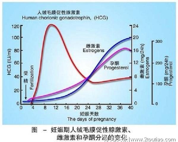 怀孕期间，孕妇体内哪些激素在变化？孕妈：只听过HCG和孕酮！