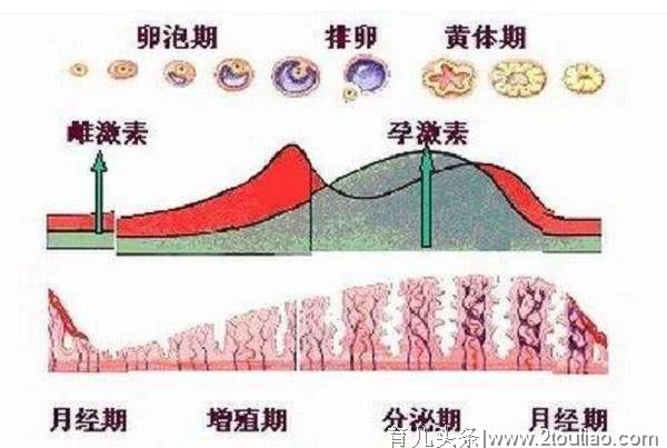 怀孕期间，孕妇体内哪些激素在变化？孕妈：只听过HCG和孕酮！