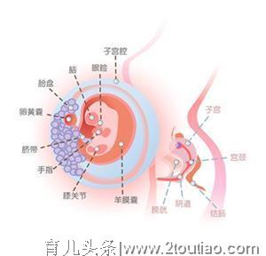 孕期每个月胎儿最害怕妈妈做什么？