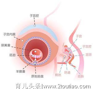 孕期每个月胎儿最害怕妈妈做什么？