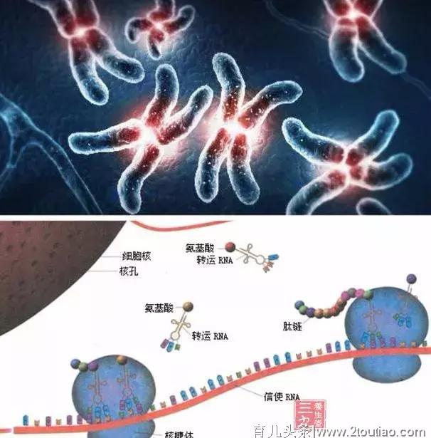 备孕一年还没有好孕，到底是男方还是女方问题？