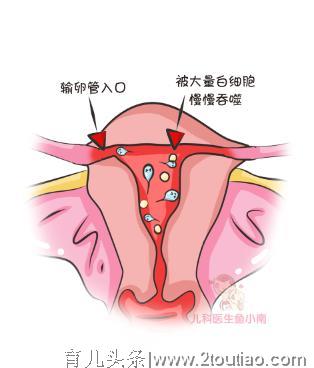 如何不在备孕期踩到坑，算准排卵期是关键