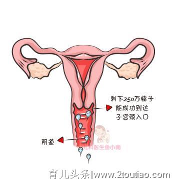 如何不在备孕期踩到坑，算准排卵期是关键