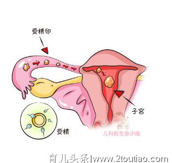 如何不在备孕期踩到坑，算准排卵期是关键