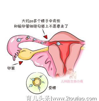 如何不在备孕期踩到坑，算准排卵期是关键