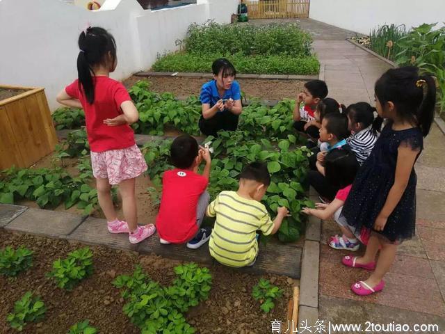 幼儿园开辟小菜园 农业教育从学龄前开始