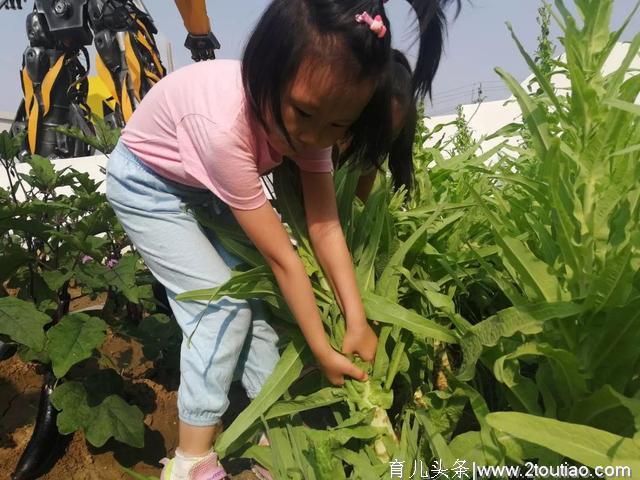 幼儿园开辟小菜园 农业教育从学龄前开始