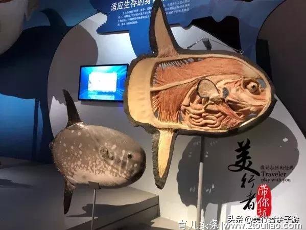 超级难约的“海洋上的故宫”再开新展厅！还有儿童互动海洋体验哦