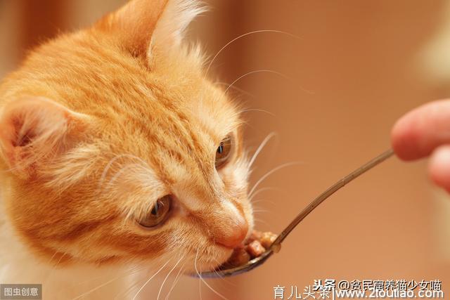 母猫怀孕那些事，孕期的小猫咪需要补充哪些营养，内含独家食谱