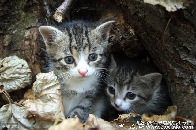 母猫怀孕那些事，孕期的小猫咪需要补充哪些营养，内含独家食谱