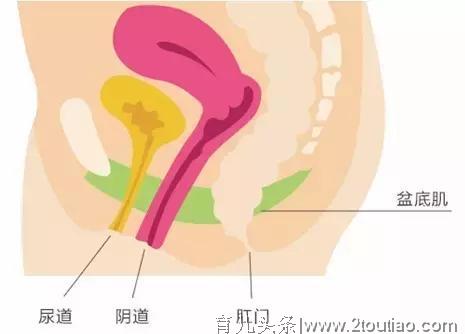 孕晚期漏尿，产后阴道松弛，试试这个小动作，管用