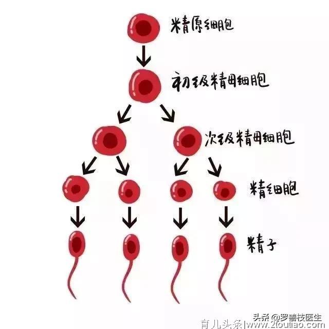 备孕要提前“三个月”？真的有科学依据的吗？